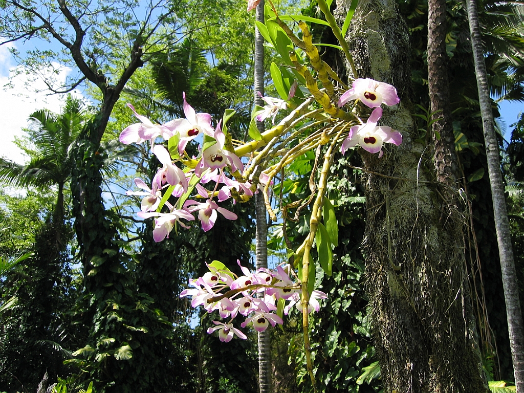 001 Jardin Botanique.jpg